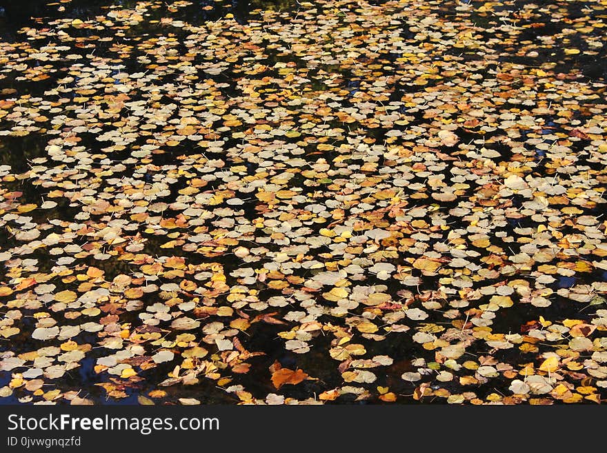 Leaf, Plant, Deciduous, Autumn