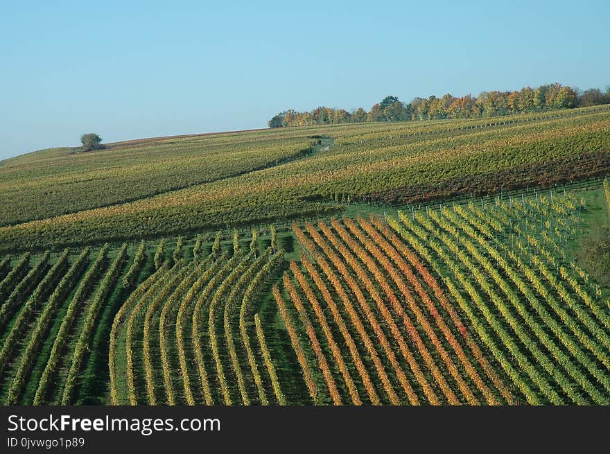 Agriculture, Field, Crop, Farm