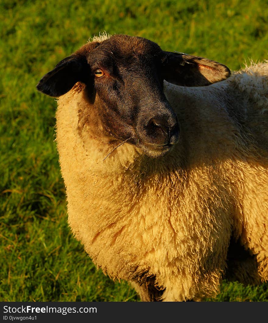 Sheep, Fauna, Grass, Cow Goat Family