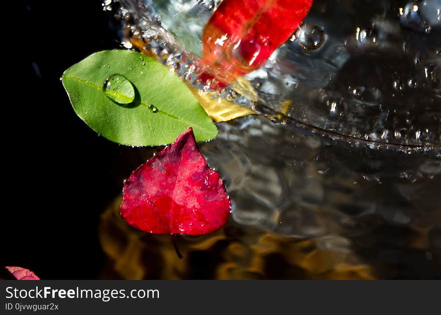 Water, Leaf, Close Up, Drop