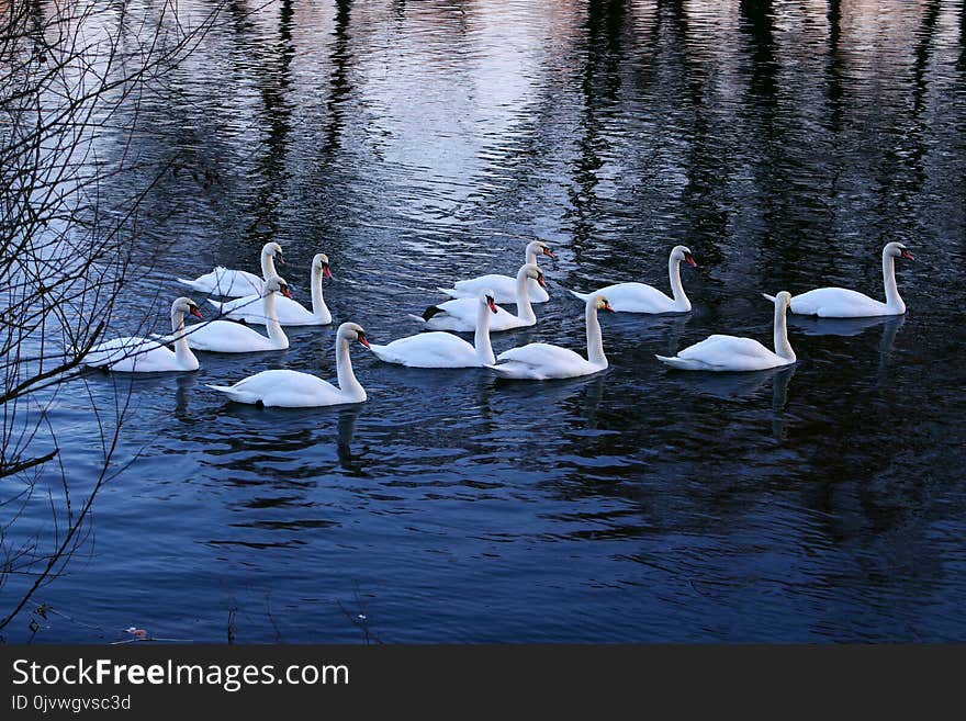 Water, Bird, Reflection, Water Bird