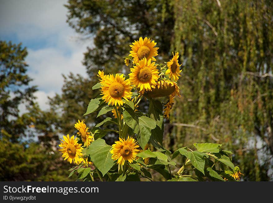 Flower, Plant, Yellow, Flora