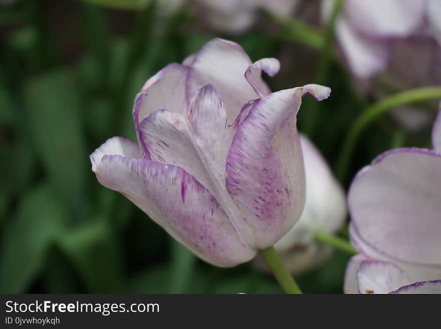 Flower, Plant, Purple, Tulip