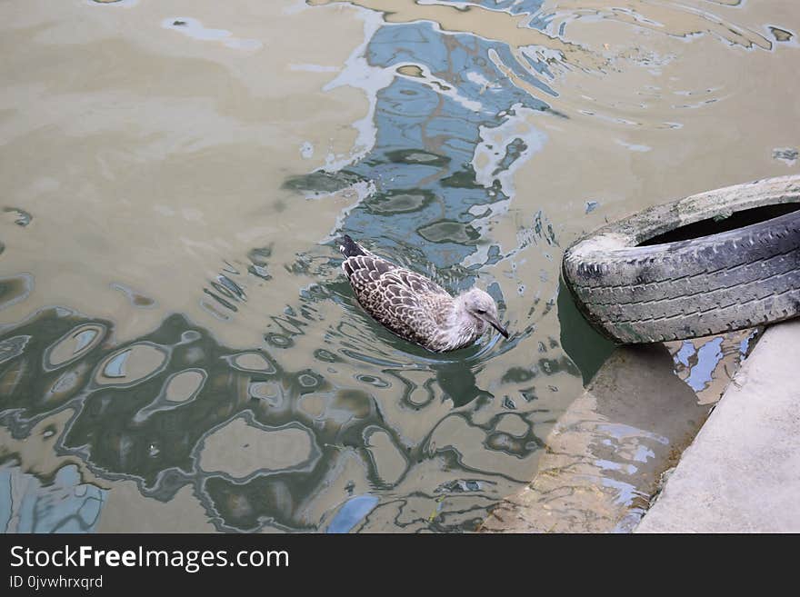 Water, Fauna, Crocodilia