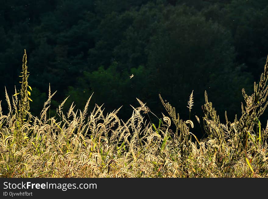 Vegetation, Ecosystem, Grass, Grass Family