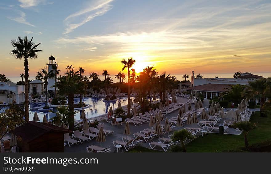 Sky, Palm Tree, Arecales, Evening