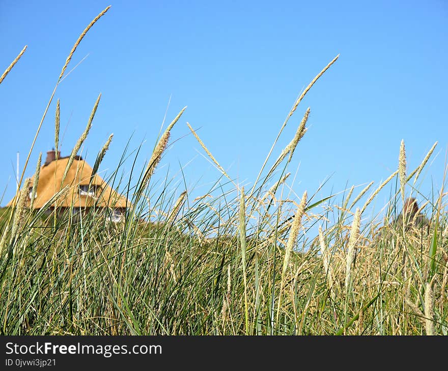 Ecosystem, Sky, Grass, Grass Family