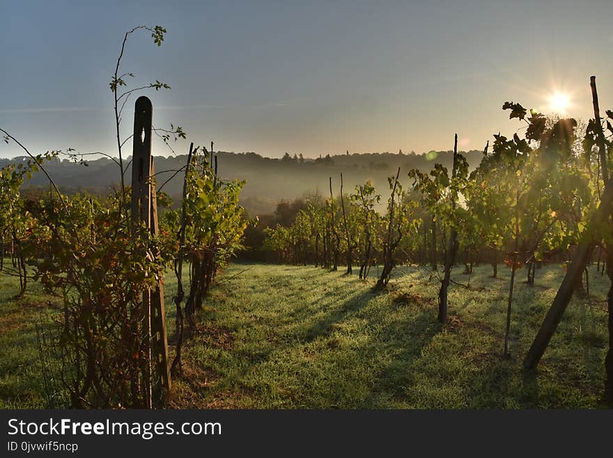 Agriculture, Vineyard, Sky, Field