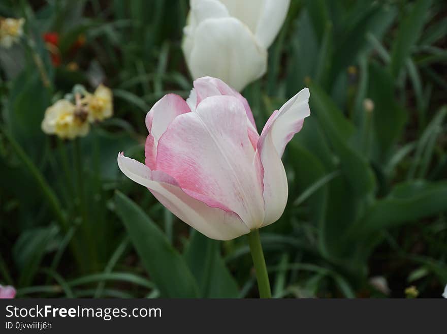 Flower, Plant, Tulip, Flowering Plant