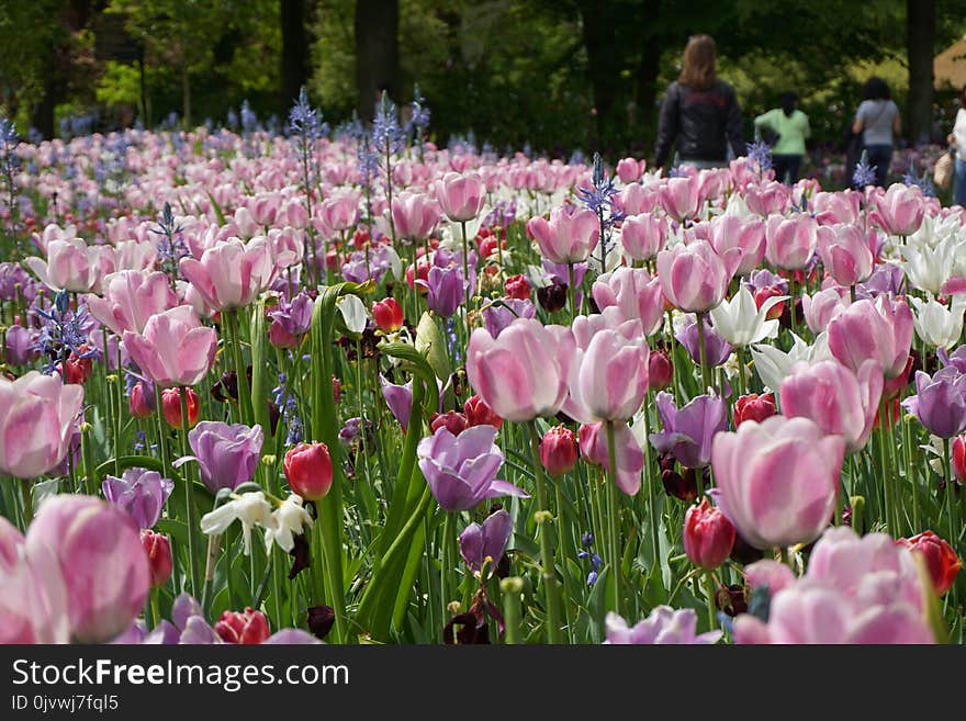 Plant, Flower, Flowering Plant, Botanical Garden