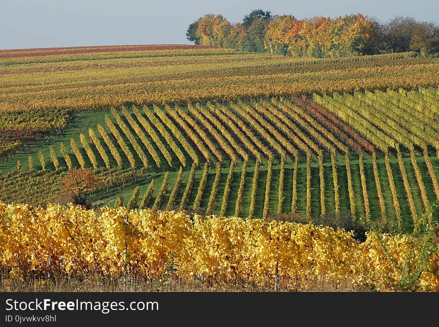 Agriculture, Field, Vineyard, Crop