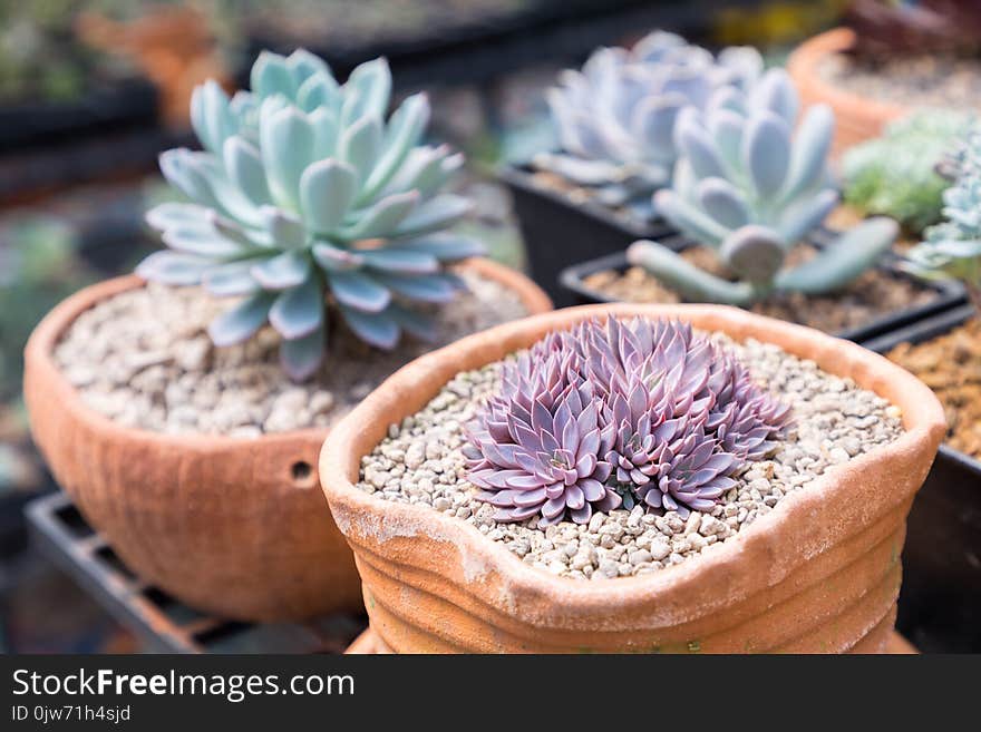 Succulents or cactus in desert botanical garden with sand stone pebbles background for decoration and agriculture design.