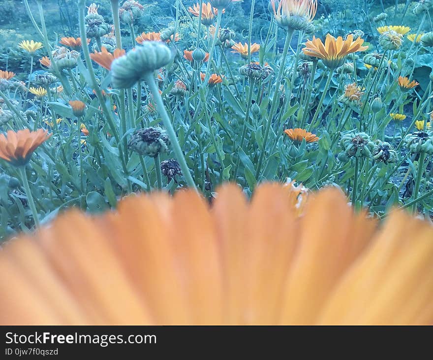 Background of orange flowers in summer . Background of orange flowers in summer