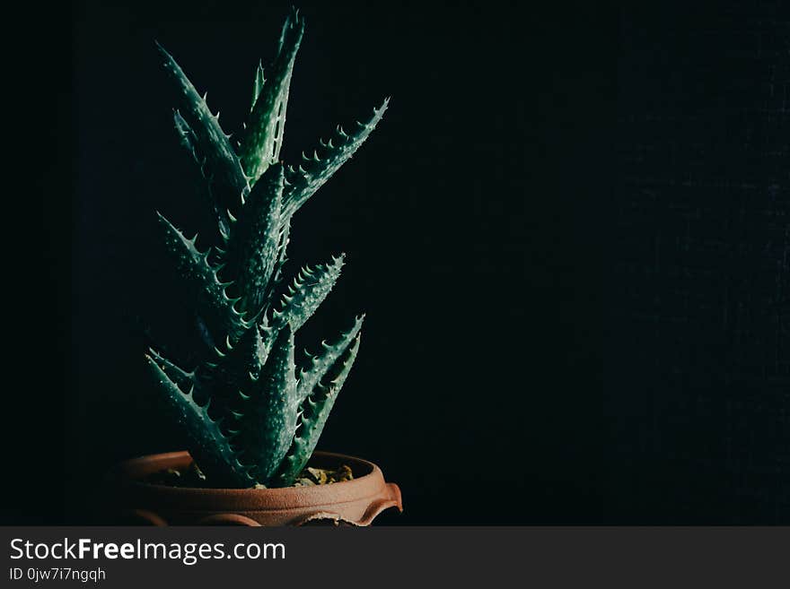 Green Cactus On Table