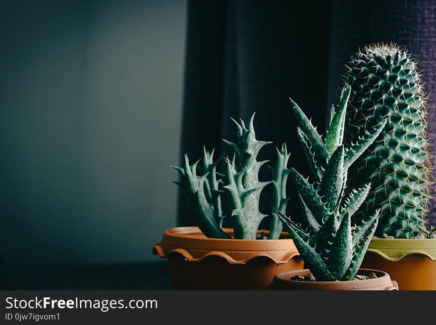 green cactus on table with dark style