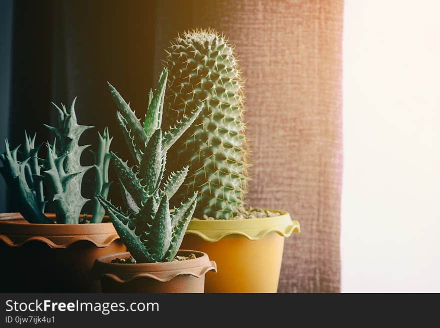 green cactus on table with dark style