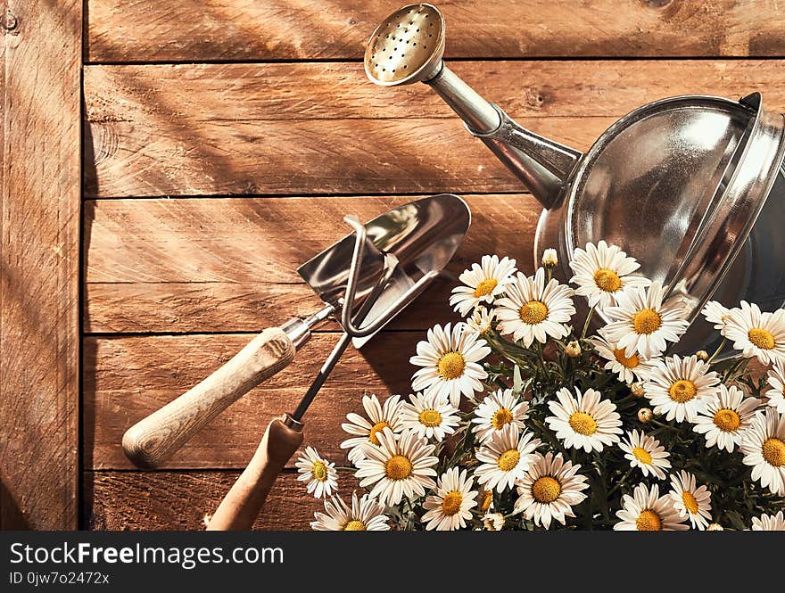 A gardening flat lay on a rustic wooden bench with daisy flowers, trowel and watering can. A gardening flat lay on a rustic wooden bench with daisy flowers, trowel and watering can.