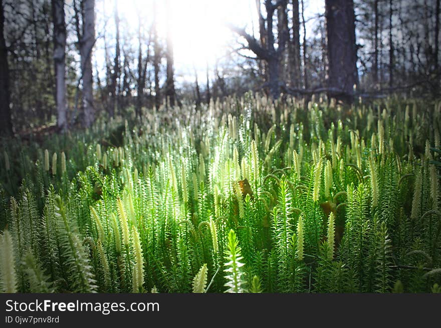 Green morning in spring