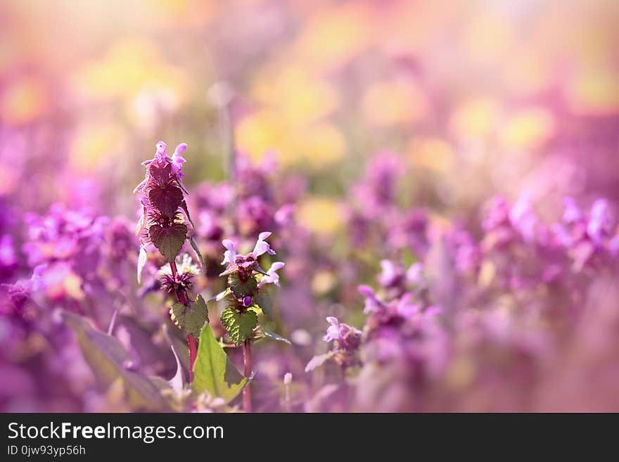 Meadow in spring - bloomed, flowering purple flower