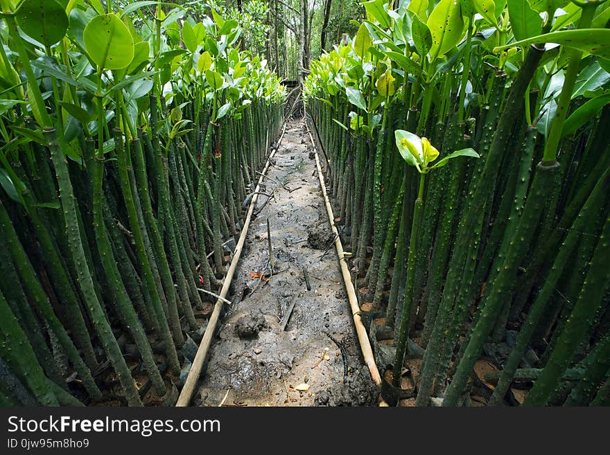 Rows Of Mangroves Seedlings.