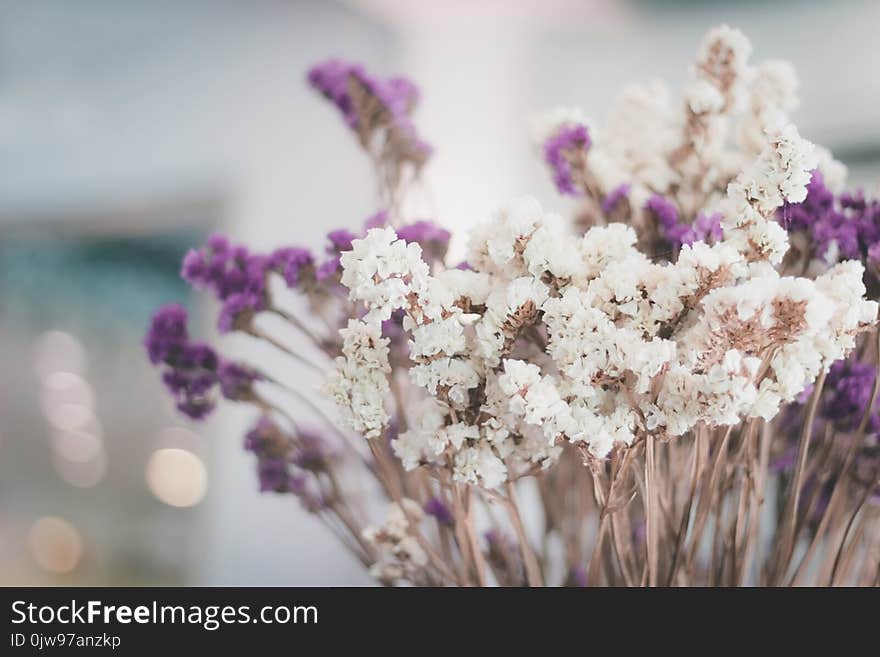 Dry flowers select focus blur background,Colorful dry flowers blur background.