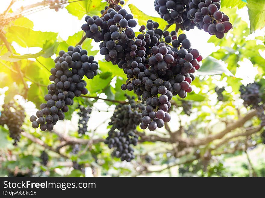 Grape Blurry Background,Grapes hanging on tree select focus and fair light.