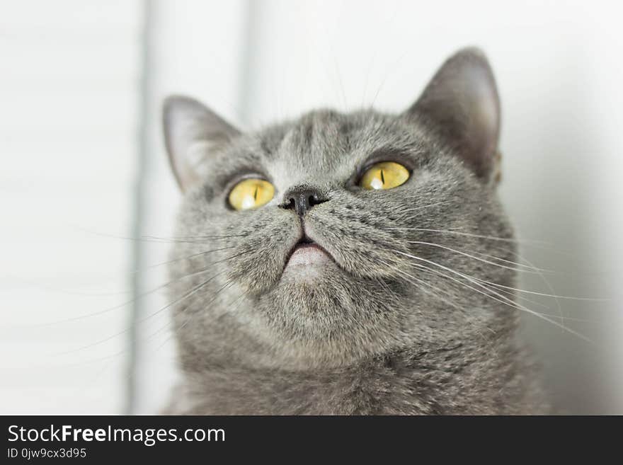 Gray British Thick Cat