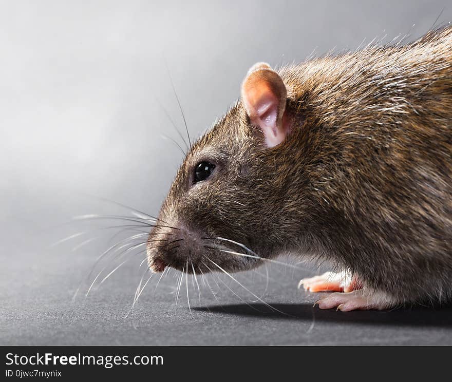 Animal gray rat