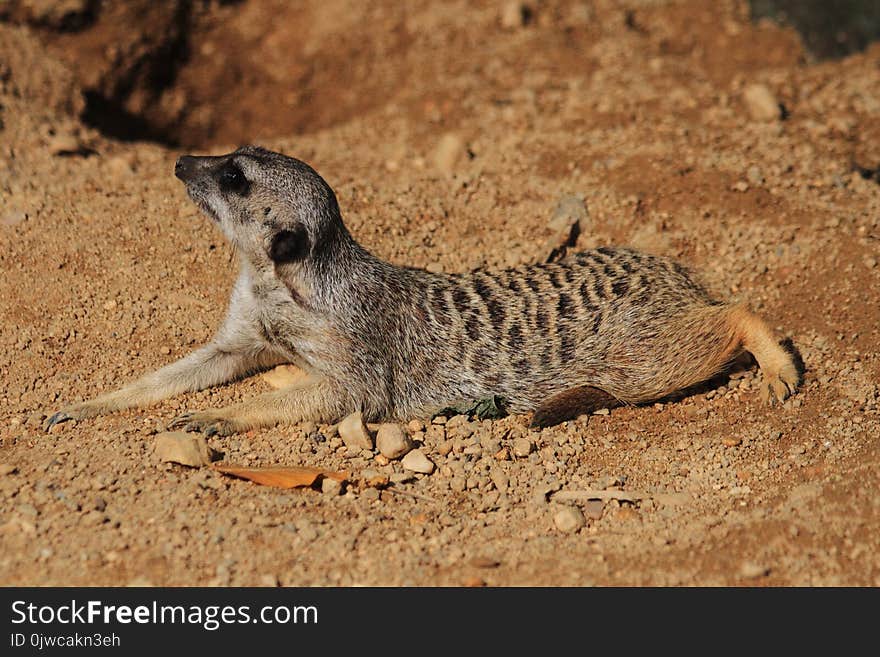 detail of suricata animal in the sand desert