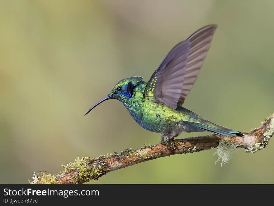 Green Violetear Hummingbird perched on branch in Costa Rica