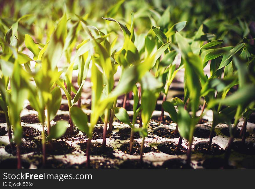 Close-up Of Young Plants Ready To Be Planted