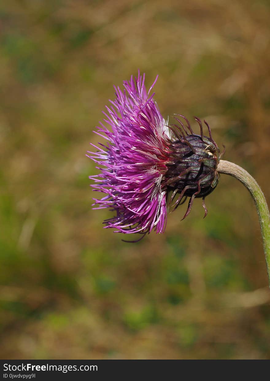 Thistle, Flora, Silybum, Plant