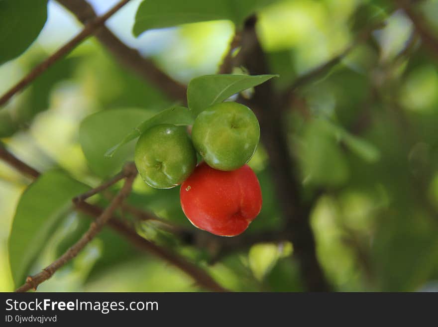 Fruit, Malpighia, Fruit Tree, Plant