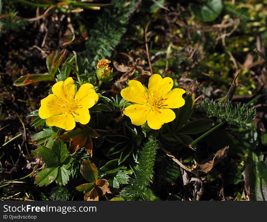 Flower, Common Tormentil, Flora, Plant