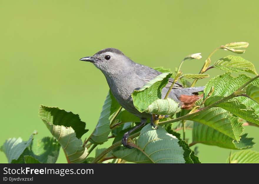 Bird, Beak, Fauna, Branch