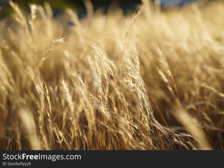 Wheat, Grain, Food Grain, Rye