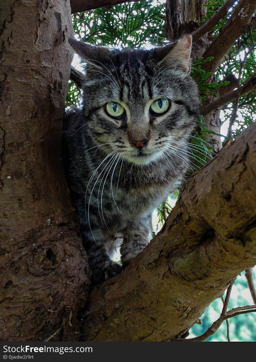 Cat, Fauna, Whiskers, Small To Medium Sized Cats