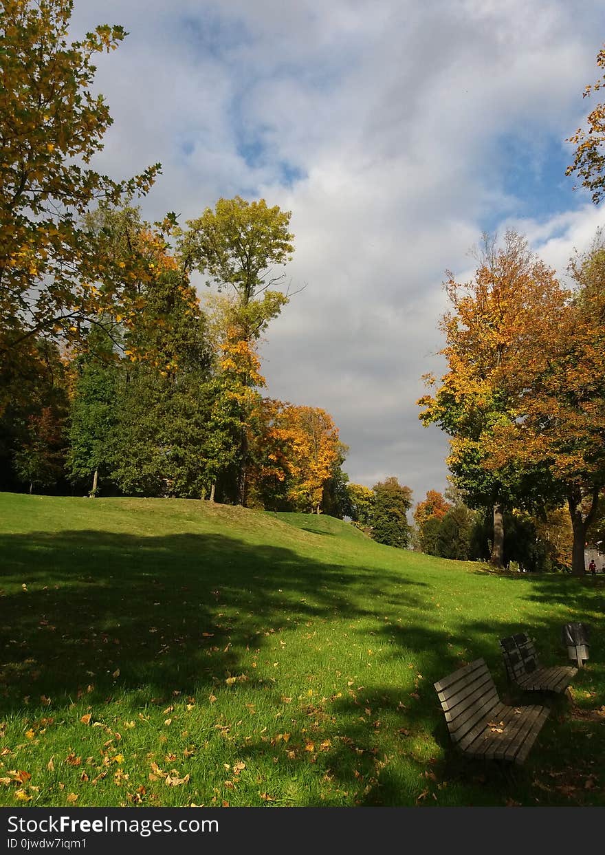 Nature, Leaf, Sky, Autumn