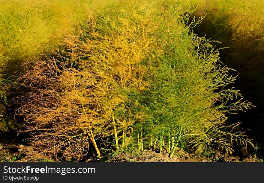 Vegetation, Ecosystem, Grass, Plant