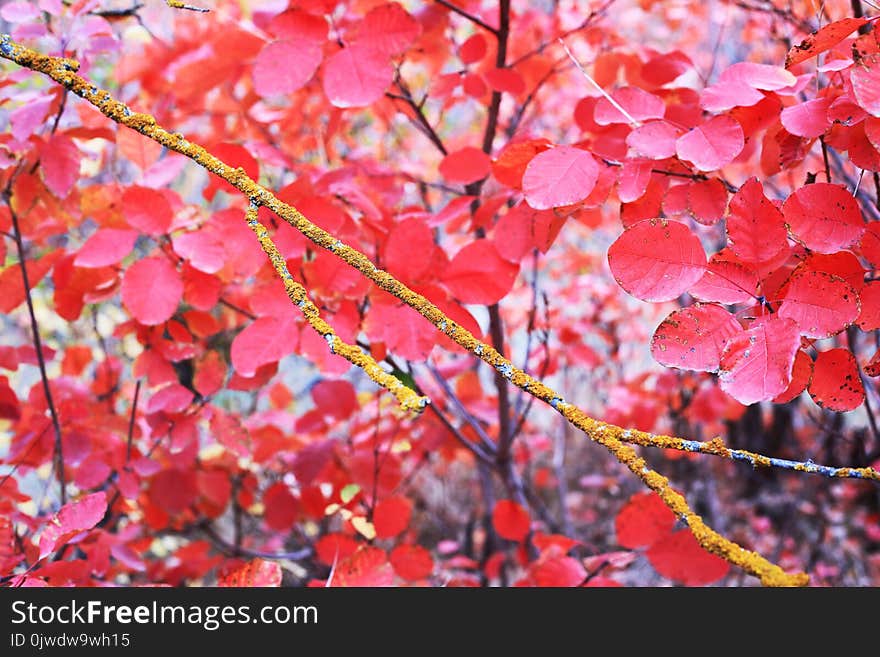 Red, Autumn, Branch, Pink