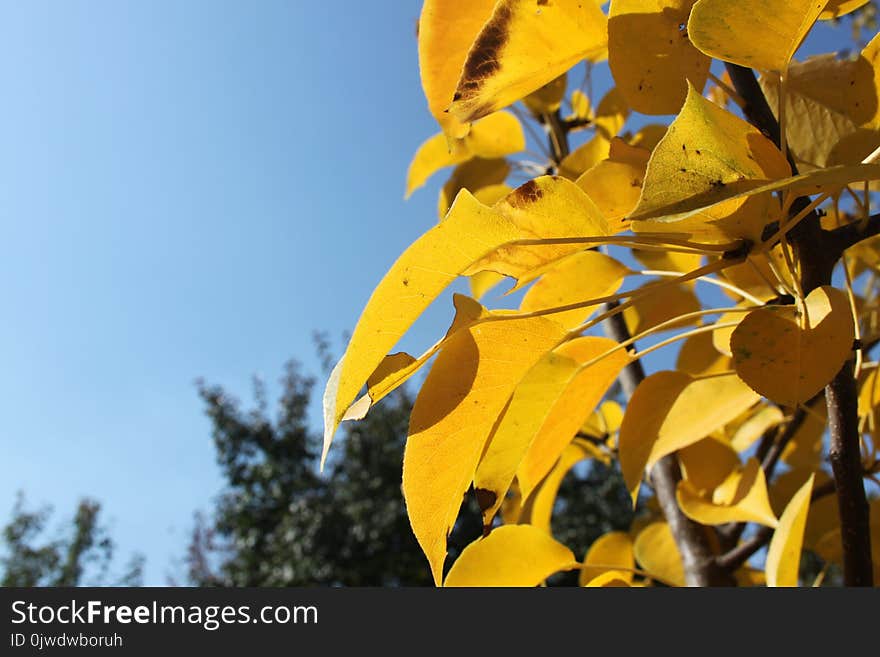 Leaf, Yellow, Autumn, Flora