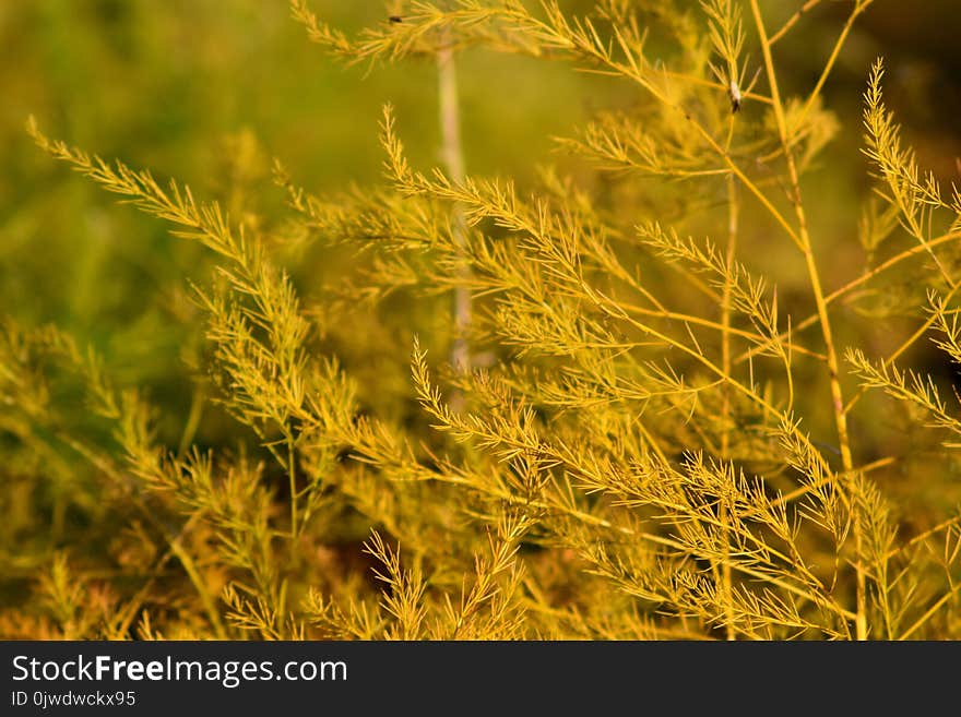 Vegetation, Ecosystem, Grass, Field