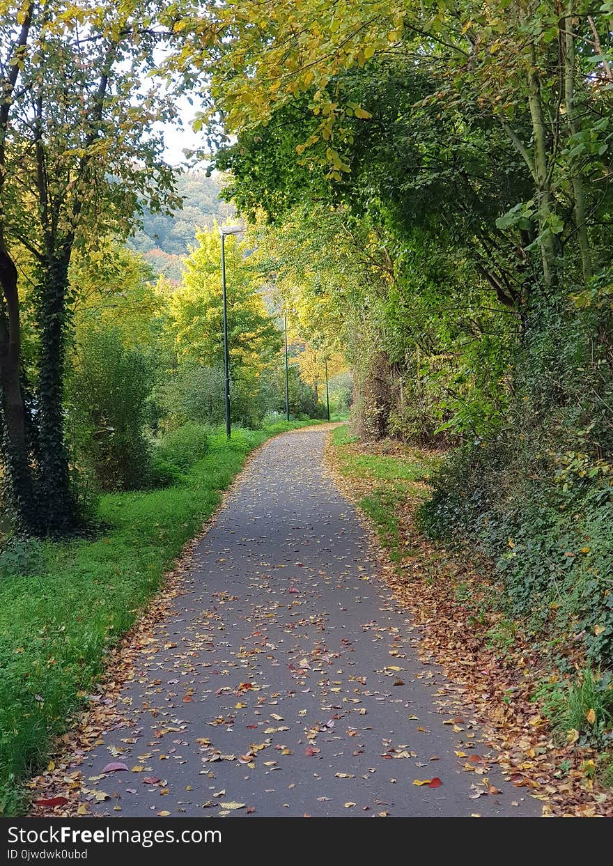 Path, Road, Leaf, Nature