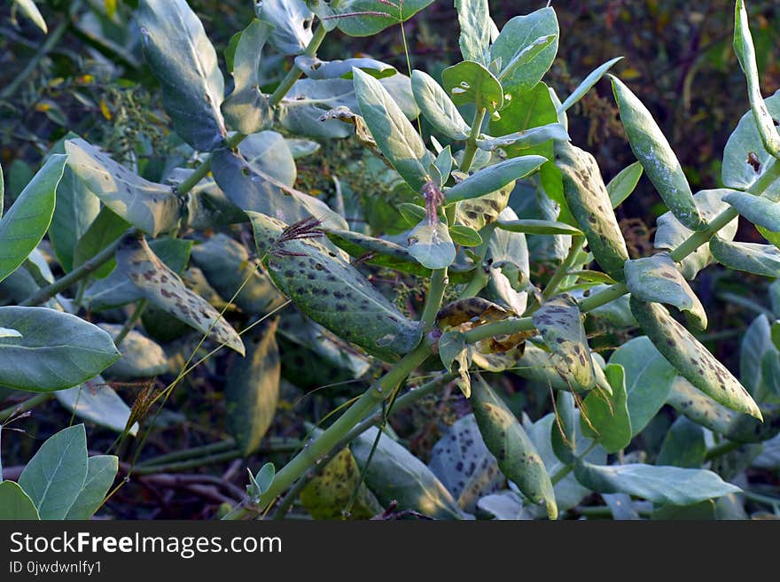 Plant, Leaf, Flora, Agriculture