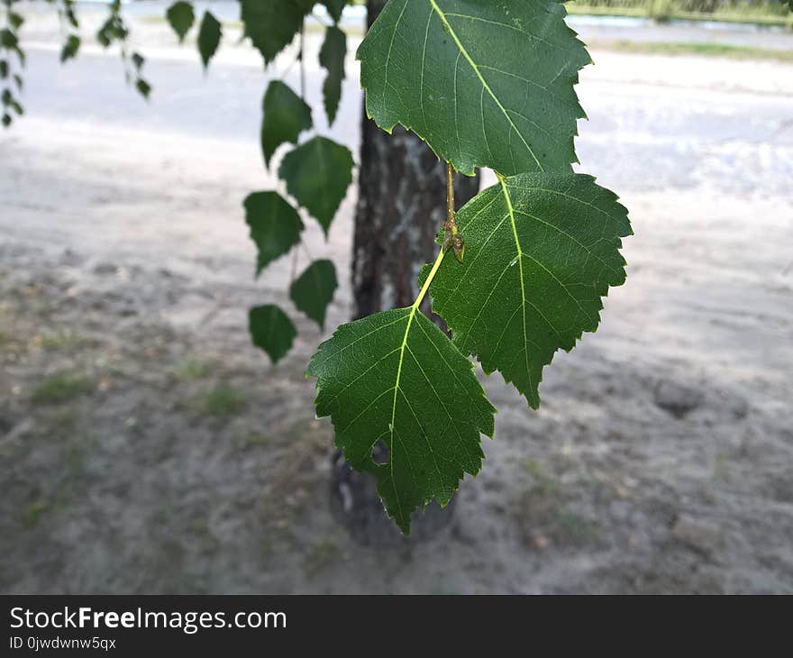 Leaf, Plant, Tree, Branch