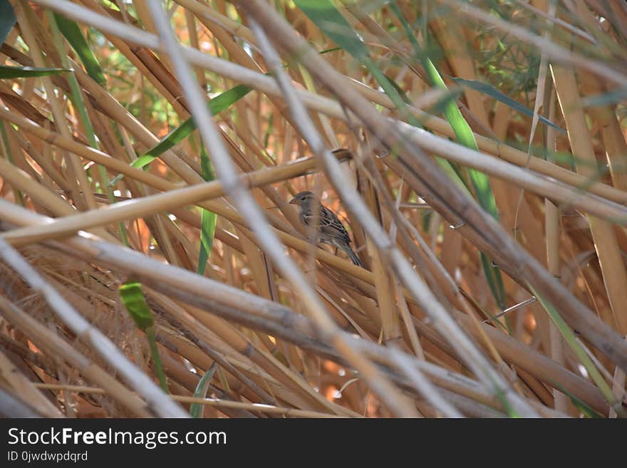 Fauna, Grass Family, Grass, Straw