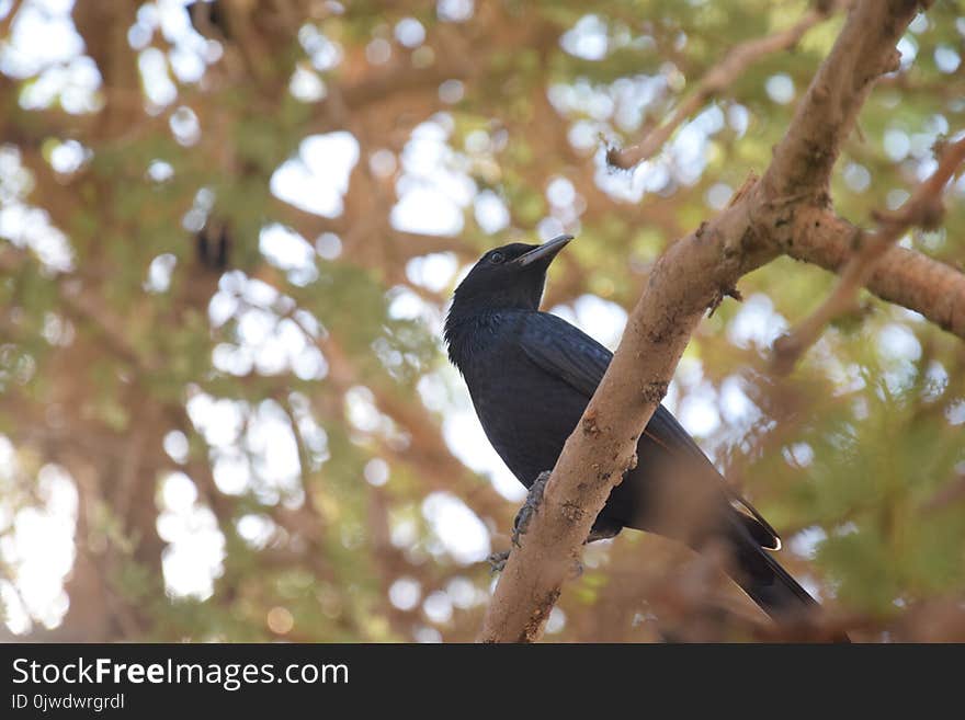 Bird, Fauna, Beak, Tree