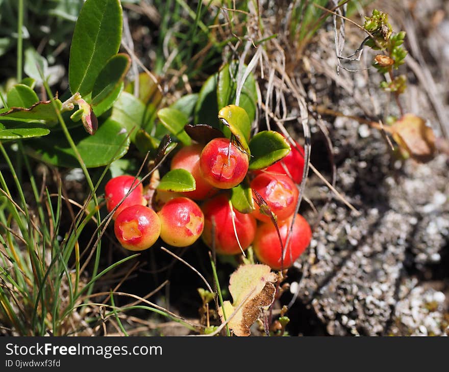 Plant, Flora, Fruit, Lingonberry