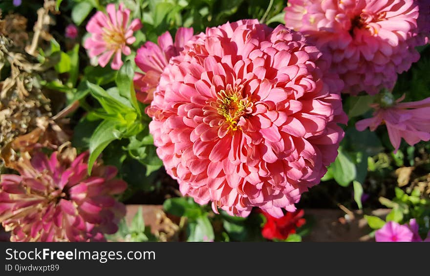 Flower, Pink, Plant, Flora