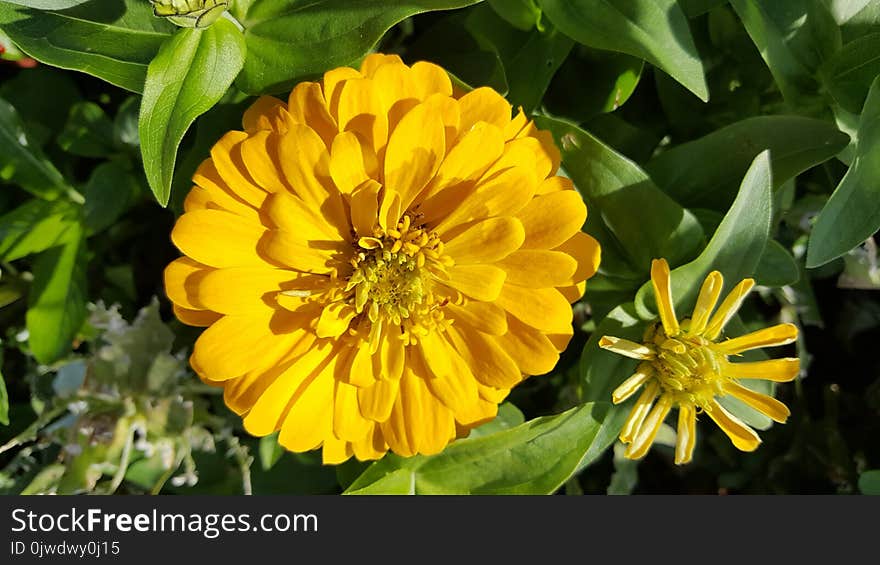 Flower, Yellow, Flora, Plant